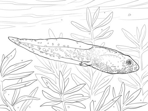 Greenfrog Tadpole Coloring page