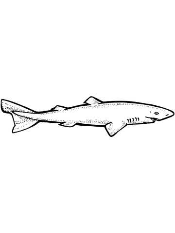 Greenland Shark Coloring page