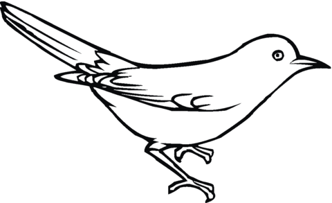 Grey Jay  Coloring page