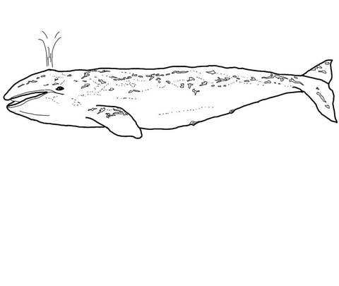 Grey Whale Coloring page