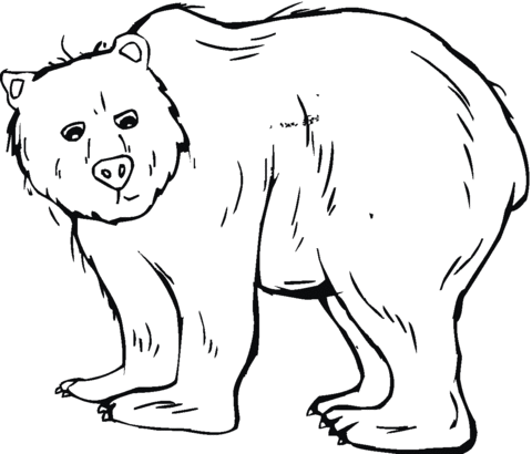 Grizzly Bear 6 Coloring page