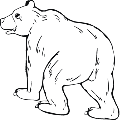 Grizzly Bear 8 Coloring page