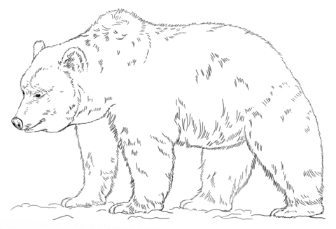 Grizzly Bear Coloring page