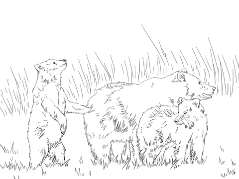 Grizzly Bear Family Coloring page