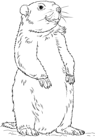 Groundhog standing up Coloring page
