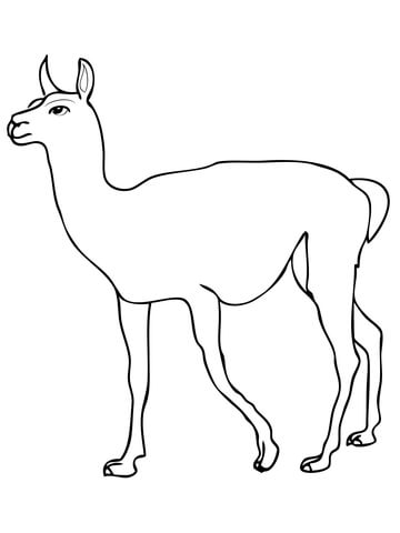 Guanaco Camel Coloring page