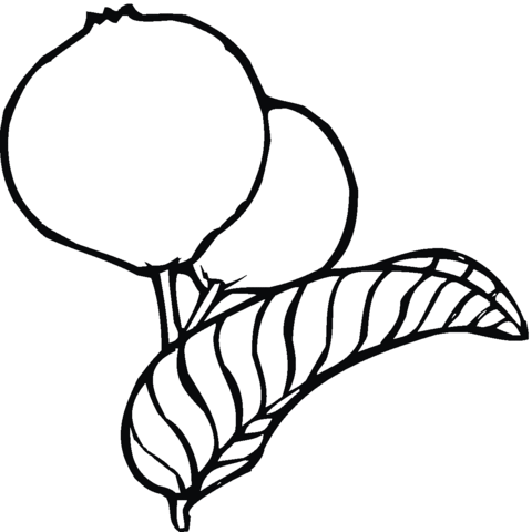 Guava 3 Coloring page