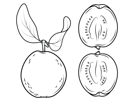 Guava and its cross section Coloring page
