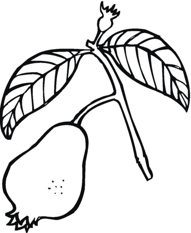 Guava 4 Coloring page