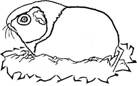 Guinea Pig  Coloring page