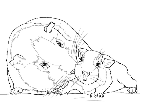 Guinea Pig Mother and Baby Coloring page