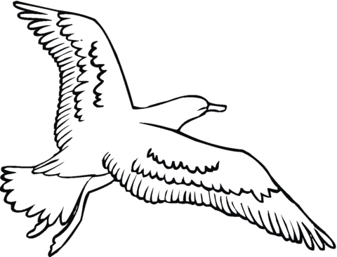 Seagull is flying Coloring page