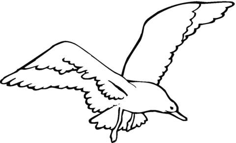 California Seagull Coloring page