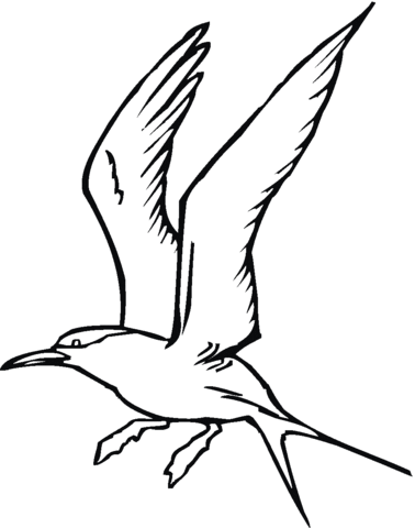 Seagull flapping wings Coloring page