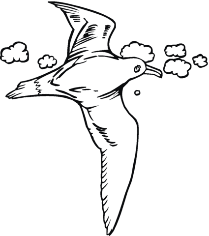 Seagull is flying high Coloring page