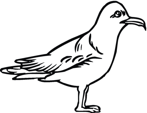 Seagull Coloring page
