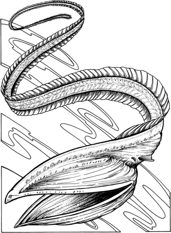 Gulper Eel Coloring page