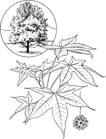 American sweet gum tree Coloring page