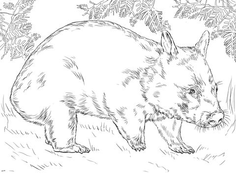 Hairy Nose Wombat Coloring page