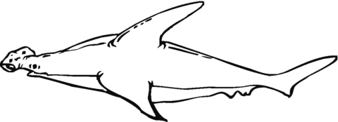 Hammerhead Shark 10 Coloring page