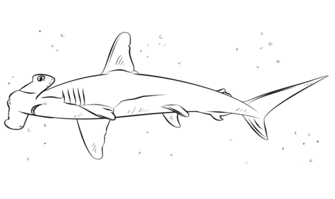 Hammerhead Shark Coloring page