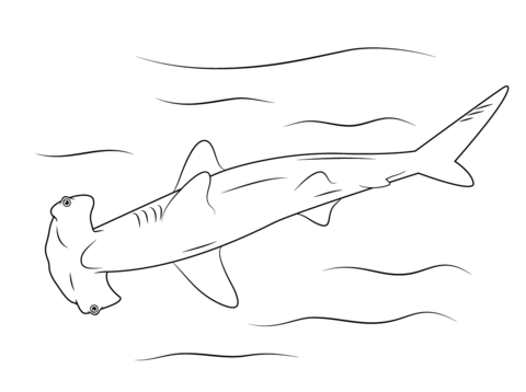 Hammerhead Shark Coloring page