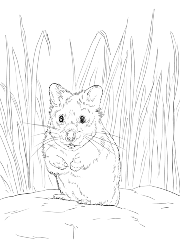 Hamster Coloring page