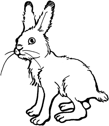 Hare 2 Coloring page