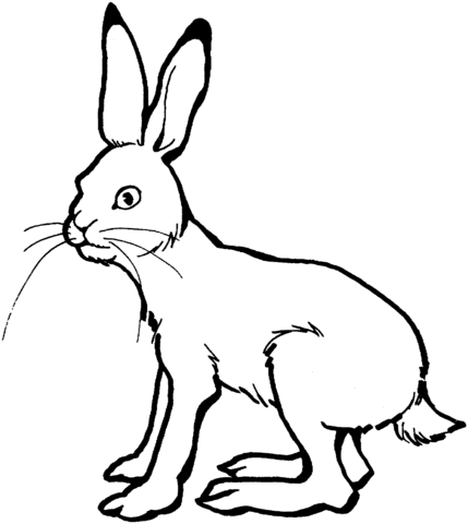 Hare 3 Coloring page