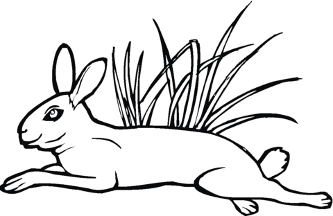 Hare Jumps On Grass Coloring page