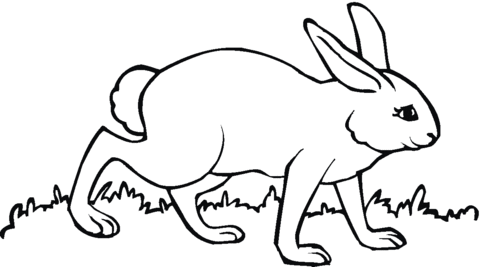 Hare Walks On Coloring page