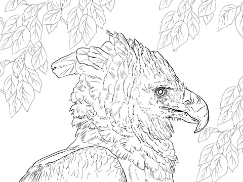 Harpy Eagle Portrait Coloring page