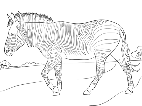 Mountain Zebra Coloring page