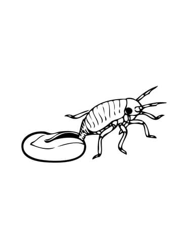 Hatching Aphid Coloring page