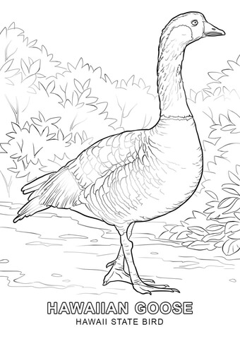 Hawaii State Bird Coloring page