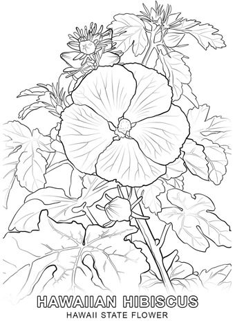 Hawaii State Flower Coloring page