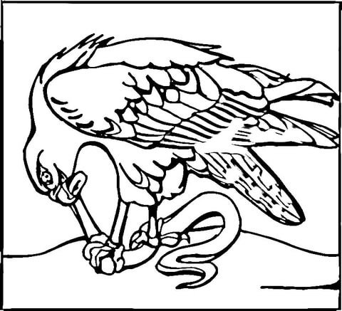 Hawk Eats Snake  Coloring page