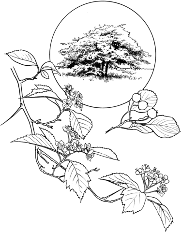 Hawthorn Coloring page