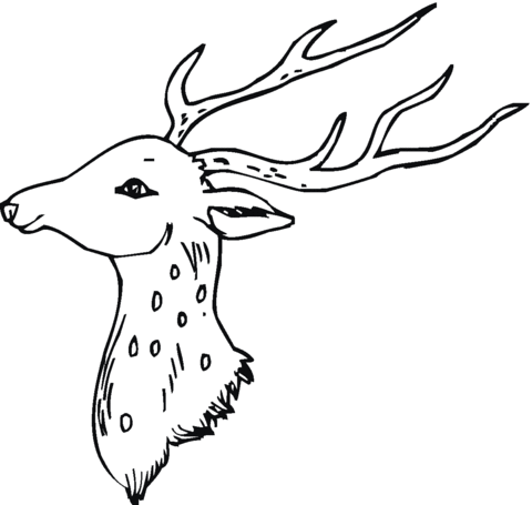 Head Of Deer Coloring page