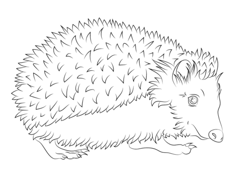 Hedgehog Coloring page