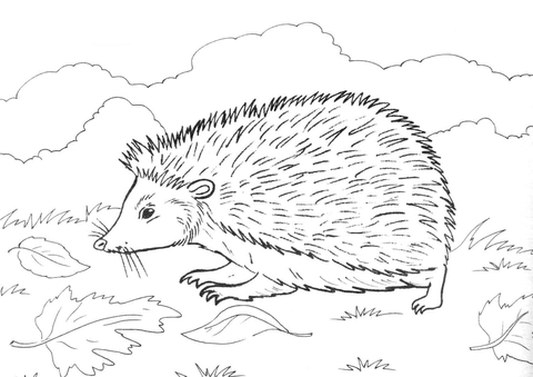 Hedgehog On Grass Coloring page