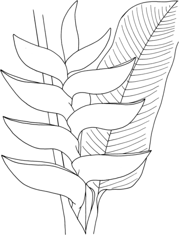 Heliconia flower Coloring page