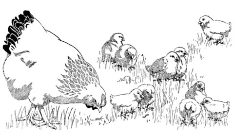 Mother Hen And baby Chicks Coloring page