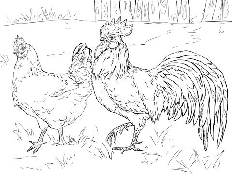Hen and Rooster Coloring page