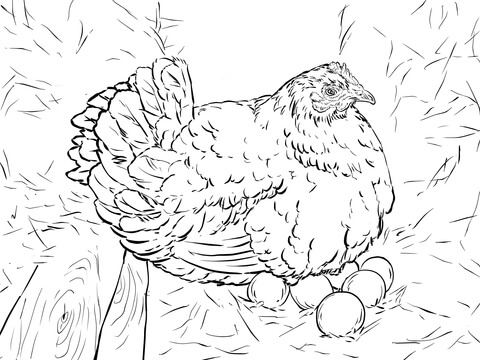 Hen Laying Eggs Coloring page