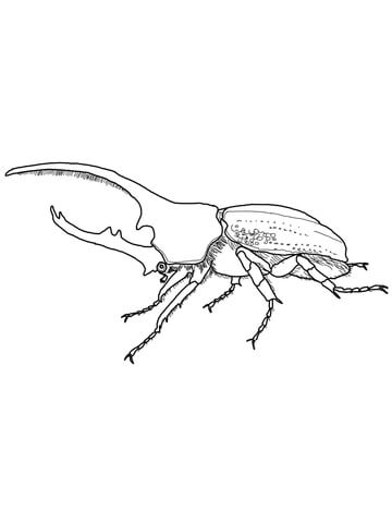 Hercules Beetle Coloring page