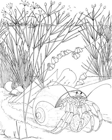 Hermit Crab Coloring page