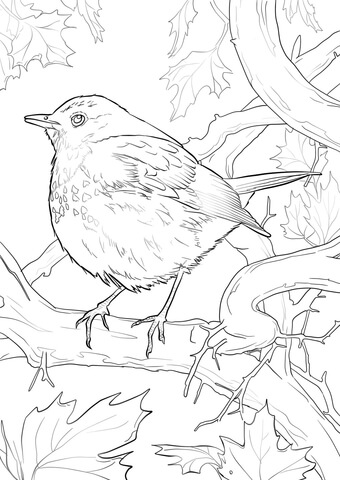 Hermit Thrush Coloring page