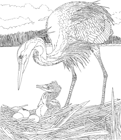 Heron with Its Chick Coloring page