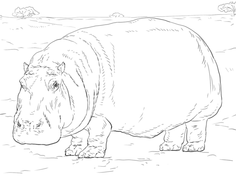 Hippopotamus Coloring page